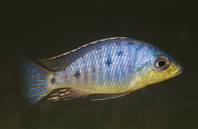 Otopharynx sp. 'spots' Chia